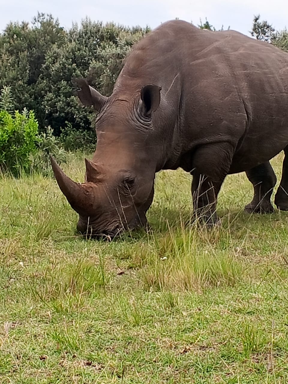 Rhino at Olchoro